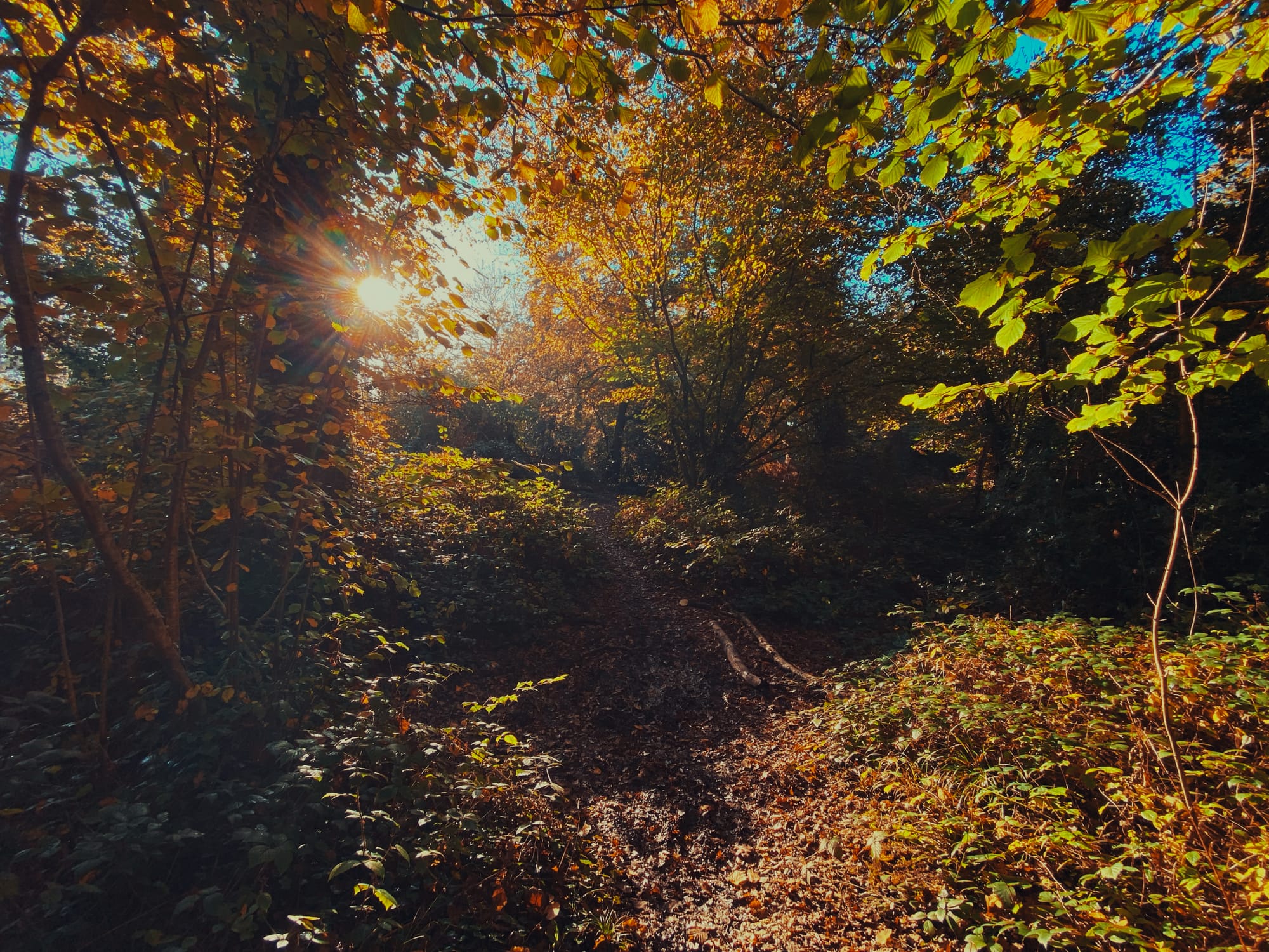 Sun breaks through beech trees in Slindon Woods
